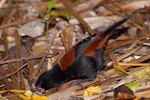 North Island saddleback | Tīeke. Adult feeding on ground. Tiritiri Matangi Island, November 2008. Image © Peter Reese by Peter Reese.