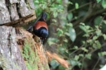 North Island saddleback | Tīeke. Young adult excavating rotten pine stump with beak. Karori Sanctuary / Zealandia, November 2011. Image © David Brooks by David Brooks.