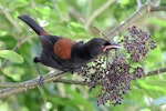 North Island saddleback | Tīeke. Young adult eating five finger fruit. Karori Sanctuary / Zealandia, February 2014. Image © David Brooks by David Brooks.