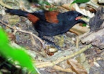 North Island saddleback | Tīeke. Juvenile foraging. Kapiti Island, March 2009. Image © Alex Scott by Alex Scott.