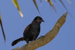 North Island saddleback | Tīeke. Adult perched on branch. Motutapu Island, Auckland, January 2011. Image © Eugene Polkan by Eugene Polkan.