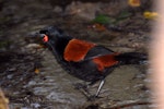 North Island saddleback | Tīeke. Adult standing in shallow stream. Kapiti Island, July 2010. Image © Peter Reese by Peter Reese.