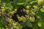 North Island saddleback | Tīeke. Adult feeding on unripe taupata fruit. Tiritiri Matangi Island, November 2022. Image © Wanderwild Photography NZ by Michelle Martin.