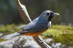 Black-faced monarch. Adult. Termeil, New South Wales, October 2019. Image © Brian O'Leary 2019 birdlifephotography.org.au by Brian O'Leary.