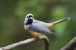 Black-faced monarch. Adult. Near Lamington National Park, Queensland, December 2014. Image © John Barkla 2016 birdlifephotography.org.au by John Barkla.