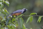 Black-faced monarch. Adult. Near Lamington National Park, Queensland, December 2014. Image © John Barkla 2015 birdlifephotography.org.au by John Barkla.