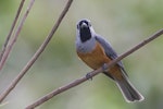 Black-faced monarch. Adult. Near Lamington National Park, Queensland, December 2014. Image © John Barkla 2015 birdlifephotography.org.au by John Barkla.