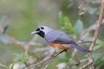 Black-faced monarch. Adult. Wongabel State Forest, Queensland, December 2018. Image © William Betts 2019 birdlifephotography.org.au by William Betts.