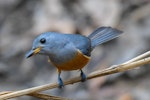 Black-faced monarch. Immature. Bluewater, Queensland, June 2018. Image © Brian O'Leary 2018 birdlifephotography.org.au by Brian O'Leary.