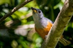 Black-faced monarch. Immature. Tallebudgera Creek, Gold Coast, Queensland, May 2015. Image © Harry Charalambous 2015 birdlifephotography.org.au by Harry Charalambous.