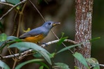 Black-faced monarch. Immature with prey item. Wongawallen, Queensland, February 2016. Image © Harry Charalambous 2016 birdlifephotography.org.au by Harry Charalambous.