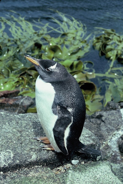 Gentoo penguin. Adult. Boat Harbour, Snares Islands, December 1985. Image © Alan Tennyson by Alan Tennyson.