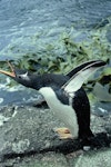 Gentoo penguin. Adult. Boat Harbour, Snares Islands, December 1985. Image © Alan Tennyson by Alan Tennyson.