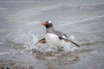 Gentoo penguin. Adult emerging from sea. Neko Harbour, Antarctica, February 2015. Image © Tony Whitehead by Tony Whitehead.