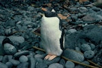 Gentoo penguin. Adult. Antipodes Island, November 1978. Image © Department of Conservation (image ref: 10042109) by John Kendrick..