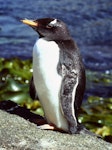 Gentoo penguin. Vagrant adult. Snares Islands, December 1985. Image © Colin Miskelly by Colin Miskelly.