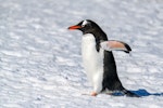 Gentoo penguin. Adult walking. South Shetland Islands, Antarctica, November 2019. Image © Mark Lethlean by Mark Lethlean.