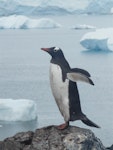 Gentoo penguin. Adult. Paradise Bay, Antarctic Peninsula, December 2008. Image © Alan Tennyson by Alan Tennyson.