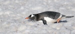 Gentoo penguin. Adult tobogganing. South Shetland Islands, Antarctica, November 2019. Image © Mark Lethlean by Mark Lethlean.