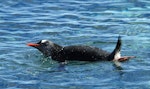 Gentoo penguin. Adult on water. Antarctic Peninsula, December 2006. Image © Nigel Voaden by Nigel Voaden.