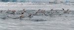 Gentoo penguin. Adults swimming. Orne Harbour, Antarctic Peninsula, November 2019. Image © Mark Lethlean by Mark Lethlean.