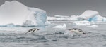 Gentoo penguin. Adults porpoising. Orne Harbour, Antarctic Peninsula, November 2019. Image © Mark Lethlean by Mark Lethlean.