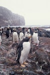 Gentoo penguin. Adult. Anchorage Bay, Antipodes Island, November 1995. Image © Alan Tennyson by Alan Tennyson.