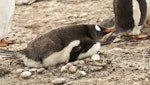 Gentoo penguin. Adult lying on ground. Saunders Island, Falkland Islands, January 2016. Image © Rebecca Bowater by Rebecca Bowater FPSNZ AFIAP.