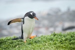 Gentoo penguin. Adult returning to colony. Macquarie Island, December 2015. Image © Edin Whitehead by Edin Whitehead.