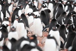 Gentoo penguin. Adults at breeding colony. Cuverville Island, Antarctic Peninsula, November 2019. Image © Mark Lethlean by Mark Lethlean.