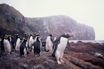 Gentoo penguin. Adult with erect-crested penguins. Anchorage Bay, Antipodes Island, November 1995. Image © Alan Tennyson by Alan Tennyson.