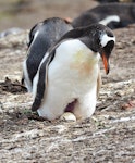 Gentoo penguin. Adult at nest, showing egg and brood patch. Grave Cove, Falkland Islands, December 2015. Image © Cyril Vathelet by Cyril Vathelet.