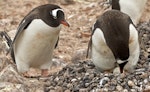 Gentoo penguin. Adult turning egg. Hardy Cove, South Shetland Islands, January 2016. Image © Rebecca Bowater by Rebecca Bowater FPSNZ AFIAP.