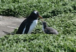 Gentoo penguin. Adult and chick. Macquarie Island, November 2011. Image © Detlef Davies by Detlef Davies.