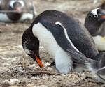 Gentoo penguin. Adult at nest, with egg and first born chick. Grave Cove, Falkland Islands, December 2015. Image © Cyril Vathelet by Cyril Vathelet.