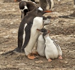 Gentoo penguin. Adult with 2 chicks. Saunders Island, Falkland Islands, January 2016. Image © Rebecca Bowater by Rebecca Bowater FPSNZ AFIAP.