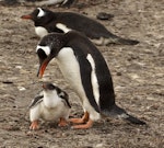 Gentoo penguin. Adult after feeding chick. Saunders Island, Falkland Islands, January 2016. Image © Rebecca Bowater by Rebecca Bowater FPSNZ AFIAP.