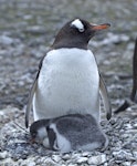 Gentoo penguin. Adult with chick and an egg. Paulet Island, Antarctic Peninsula, January 2016. Image © Rebecca Bowater by Rebecca Bowater FPSNZ AFIAP.