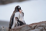 Gentoo penguin. Adult feeding chicks on nest. Petermann Island, Antarctic Peninsula, February 2015. Image © Tony Whitehead by Tony Whitehead.