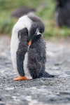 Gentoo penguin. Fledgling sleeping. Macquarie Island, December 2015. Image © Edin Whitehead by Edin Whitehead.