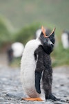 Gentoo penguin. Fledgling yawning. Macquarie Island, December 2015. Image © Edin Whitehead by Edin Whitehead.