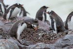 Gentoo penguin. Adult adding stones to nest. Mate and two chicks on nest. Cuverville Island, Antarctic Peninsula. Image © Tony Whitehead by Tony Whitehead.