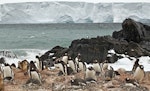 Gentoo penguin. Adults and chicks in breeding colony. Hardy Cove, South Shetland Islands, January 2016. Image © Rebecca Bowater by Rebecca Bowater FPSNZ AFIAP.