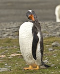 Gentoo penguin. Adult with mouth open showing tongue. Stromness, South Georgia, January 2016. Image © Rebecca Bowater by Rebecca Bowater FPSNZ AFIAP.