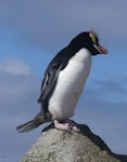 Erect-crested penguin | Tawaki nana hī. Adult. Proclamation Island, Bounty Islands, October 2019. Image © Alan Tennyson by Alan Tennyson.