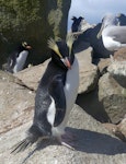 Erect-crested penguin | Tawaki nana hī. Adult. Proclamation Island, Bounty Islands, October 2019. Image © Alan Tennyson by Alan Tennyson.