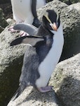 Erect-crested penguin | Tawaki nana hī. Adult. Proclamation Island, Bounty Islands, October 2019. Image © Alan Tennyson by Alan Tennyson.