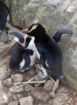 Erect-crested penguin | Tawaki nana hī. Adults at nest. Proclamation Island, Bounty Islands, October 2019. Image © Alan Tennyson by Alan Tennyson.