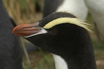 Erect-crested penguin | Tawaki nana hī. Adult flattening its crests in a submissive/frightened gesture.. Campbell Island, December 2011. Image © Kyle Morrison by Kyle Morrison.