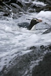 Erect-crested penguin | Tawaki nana hī. Adult swimming. Antipodes Island, January 2011. Image © David Boyle by David Boyle.